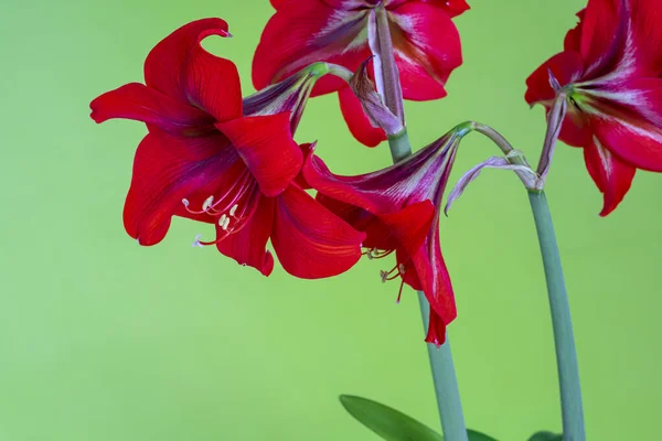 Yeşil Arka Planda Çiçek Açan Amaryllis — Stok fotoğraf