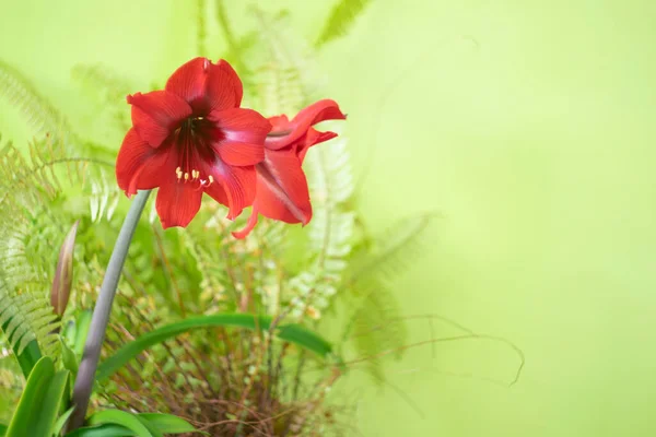 Amarilis Rojo Sobre Fondo Verde Entre Flores Interior — Foto de Stock