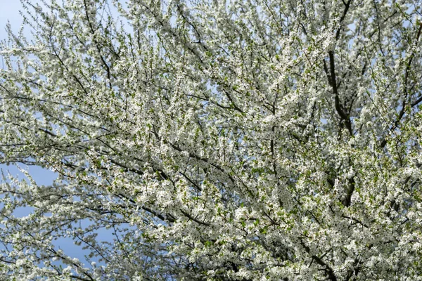 Spring Flowering Trees Sunlight — Stock Photo, Image