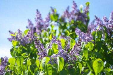 Mavi gökyüzüne karşı açan leylaklar.