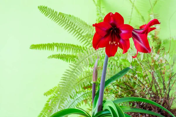 Yeşil Arka Planda Kırmızı Papatya Çiçekleri Arasında — Stok fotoğraf