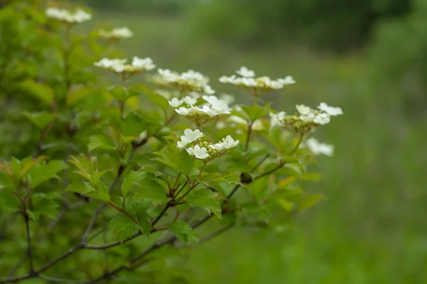 Beginning Flowering Viburnum Spring — Stock Photo, Image