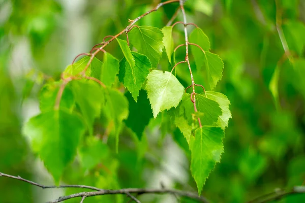 Leuchtend Grüne Birkenblätter Frühling — Stockfoto