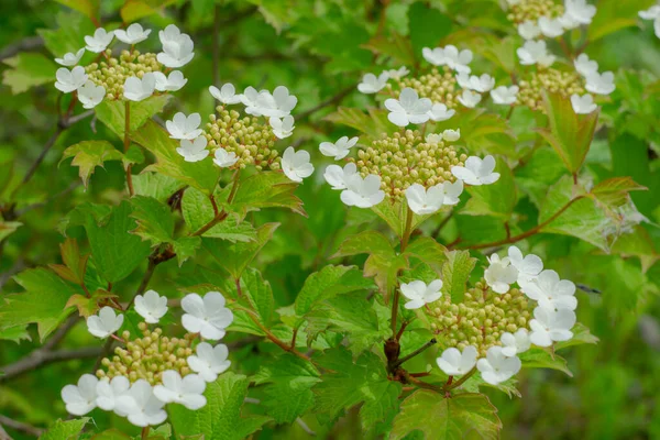 Het Begin Van Bloeiende Viburnum Het Voorjaar — Stockfoto