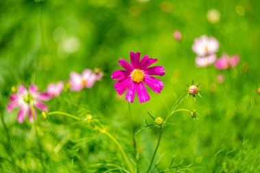 Bulanık yeşil arka planda yaz pembe çiçeği.