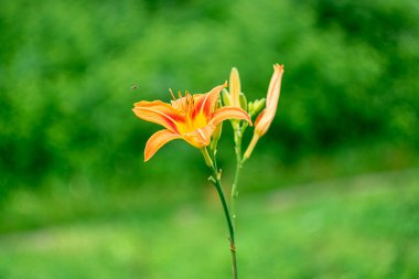 Yeşil arka planda parlak turuncu zambak.