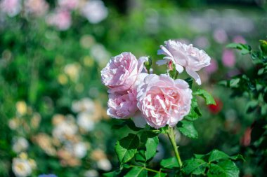 Yaz gülleri bokeh efektli bulanık bir arka planda.