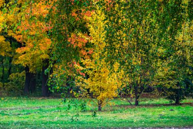 Yeşil huş ağacı yaprakları, sarı sonbahar ağaçlarının arka planına karşı. Sonbahar doğasının güzelliği. Bilgisayar masaüstünüz için güzel bir arkaplan.