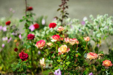 Yazın son günlerinde çiçek tarhında güzel, parlak çiçekler..