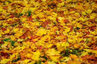 Fallen dry leaves as autumn background.