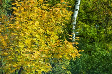 Sonbahar doğasının güzelliği. Sonbahar yapraklarının rengi. Sonbahar arkaplanı. Sonbahar havası.