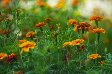 Serin bir sabahta parlak turuncu sonbahar çiçekleri.
