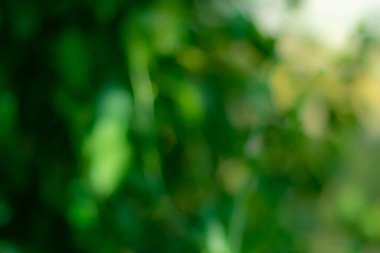 Yeşil doğalı yaz soyut arkaplanı.