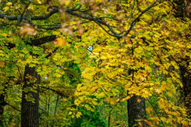 Sonbahar sarısı, turuncu ve yeşil yaprakların güzel mozaiği.