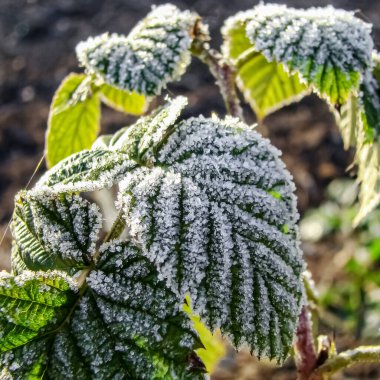    Doğadaki ilk buzlar Sonbaharın başında.                            