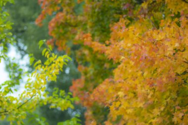 Sonbahar doğasının güzelliği. Bulanık görüntü. Sonbahar arkaplanı. Sonbahar yapraklarının rengi.