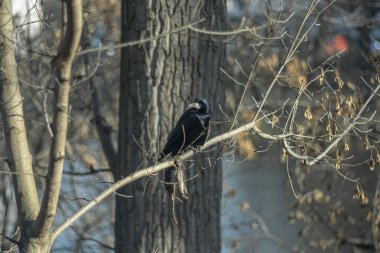 Sonbaharın sonlarında kuru yapraklar ve bir nehrin arka planında bir karga..
