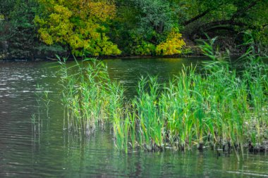Sonbaharın başlarında küçük bir nehirde doğa.