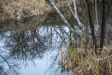 Kasvetli bir sonbahar gününde, küçük bir gölün kıyısında huş ağaçları..