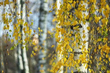 Açık bir sonbahar gününde şehir parkında beyaz huş ağaçları..