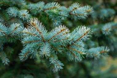 Kar beyazı çam dalları Yeni Yıl 'ın yaratıcı çalışmaları için bir arka plan olarak.