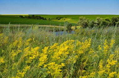 Güneşli bir günde kırsal kesimde yaz mevsimi..