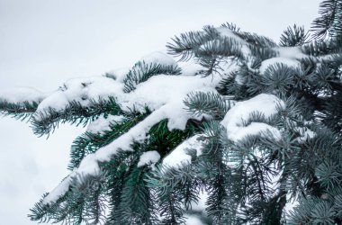 Karla kaplı beyaz çam ağaçları yaratıcı çalışmalar için bir zemin görevi görür.