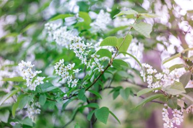 Kuş kiraz çiçekleri ilkbaharın başlarında bulanık bir arkaplanda bokeh etkisi ile çiçek açar.