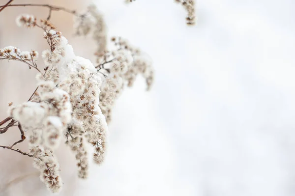 Část suché rostliny ve sněhu na pozadí bílého zasněženého pole. Zimní zasněžená krajina. Místo pro text. Selektivní zaměření. — Stock fotografie