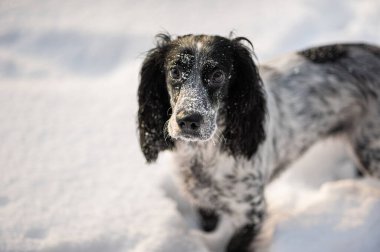 Şirin bir köpek yavrusu karda oturur. Kameraya bir bak. Kare fotoğraf.