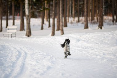 Komik köpek spaniel karla kaplı orman yolunda koşar..