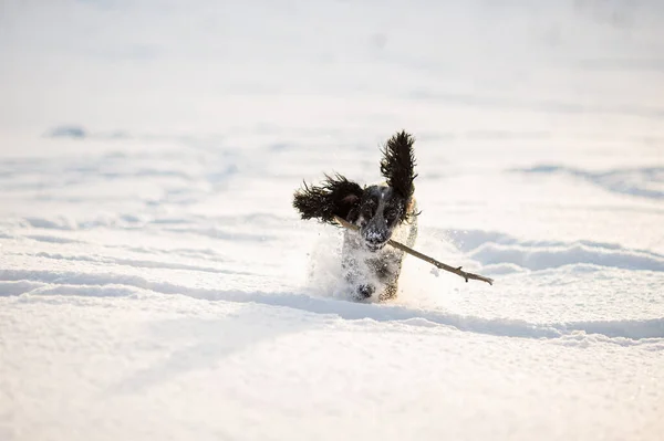 Funny dog spaniel runs on a snow-caught field with a stick in his teeth.