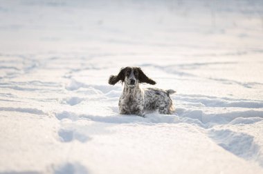 Komik ve sevimli köpek köpek yavrusu karlı bir tarlada duruyor..