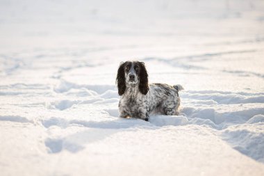 Komik ve sevimli köpek köpek yavrusu karlı bir tarlada duruyor..