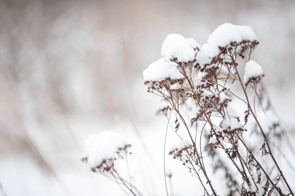 Parte de uma planta seca na neve contra o fundo de um campo coberto de neve branca. Inverno paisagem nevada. Um lugar para mensagens. Foco seletivo. — Fotografia de Stock
