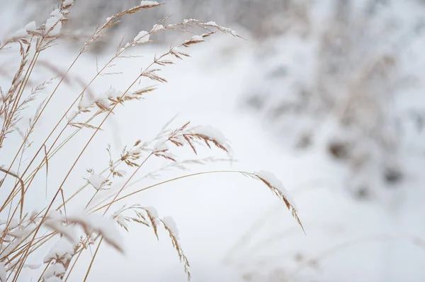 Suché uši ve sněhu na pozadí bílého zasněženého pole. Zimní zasněžená krajina. Místo pro text. Selektivní zaměření. — Stock fotografie