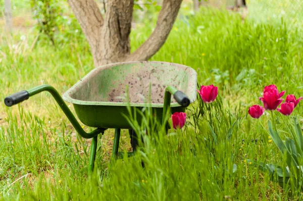 Une vieille brouette sur l'herbe verte à côté des tulipes. La vie du village. Travaux agricoles. — Photo