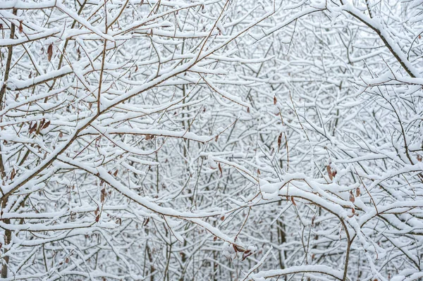 Гілки дерев, покриті снігом. Абстрактний зимовий фон . — стокове фото