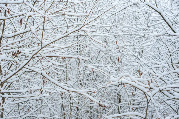 Snow-covered tree branches. Abstract winter background. — Stock Photo, Image