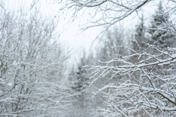 Zasněžené větve stromů. Abstraktní zimní pozadí. — Stock fotografie