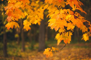 Sonbahar akçaağaç dalıyla güneş tarafından parlak aydınlatılan sarı yapraklar karanlık bir ormanın arka planında. Mesajlaşmak için bir yer. Sonbahar arkaplanı.