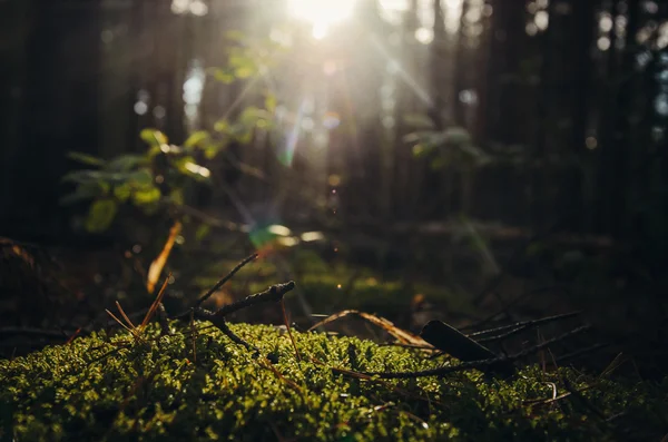 Wallpapper doğa teması