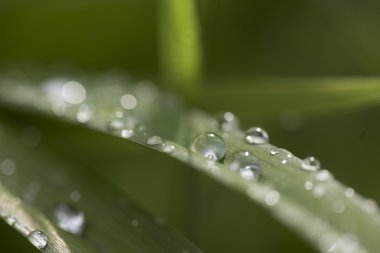 flora, makro görüntüsünü