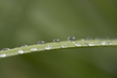 flora, makro görüntüsünü