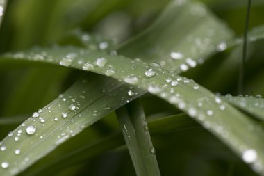 flora, makro görüntüsünü