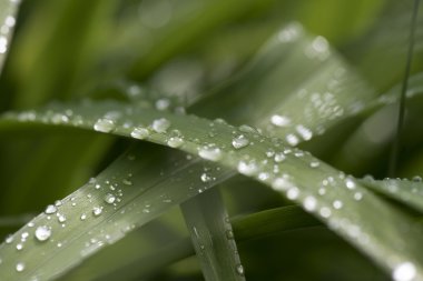flora, makro görüntüsünü