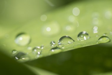 flora, makro görüntüsünü