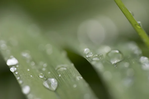 A imagem da flora na macro — Fotografia de Stock