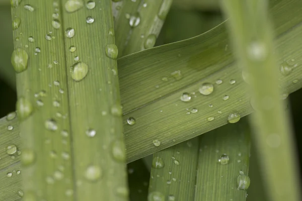 Das Bild der Flora im Makro — Stockfoto