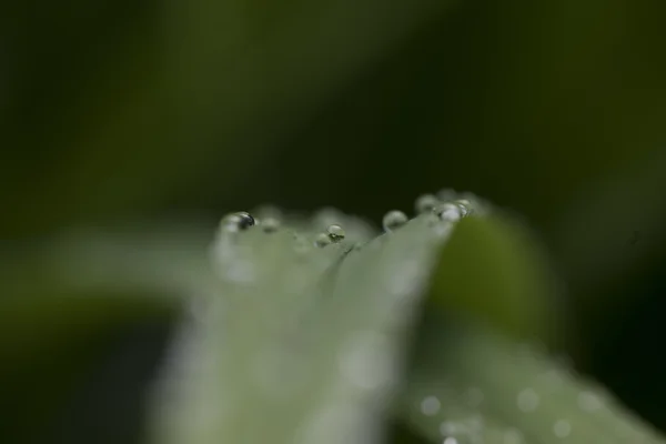 The image of flora in macro — Stock Photo, Image